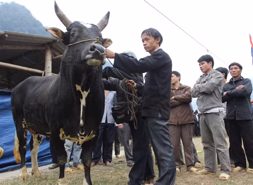 Cao Bằng phát triển chăn nuôi bò thịt ảnh 1
