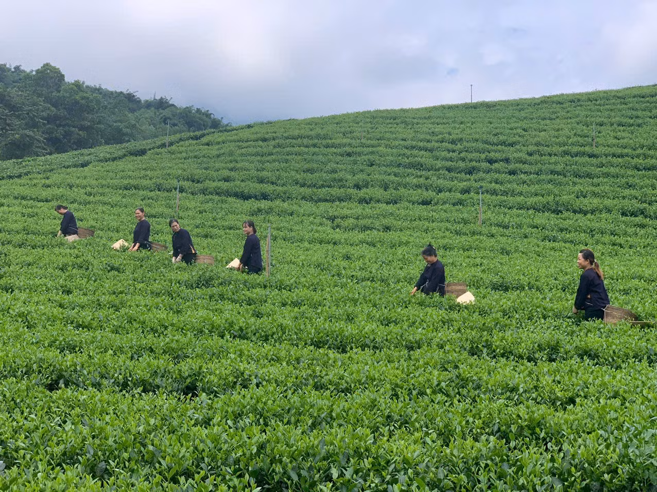 che-dai-tu-tn-4.jpg