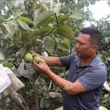 Làm giàu từ cây ổi không hạt ở xã miền Tây xứ Nghệ