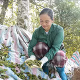 Cây hồi mở hướng phát triển kinh tế vùng biên xứ Lạng