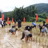 Về Tuyên Quang bắt cá bằng tay