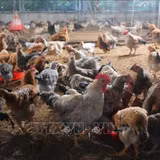 Bảo tồn nguồn gen, mở rộng chăn nuôi gà sáu ngón Mẫu Sơn