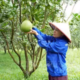 Miền núi Hà Tĩnh chuyển mình từ những mô hình kinh tế hiệu quả