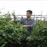 Hình thành các vùng dược liệu gắn với chế biến và xây dựng thương hiệu
